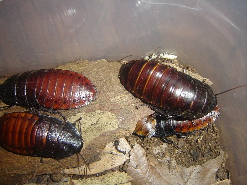 cucarachas gigantes