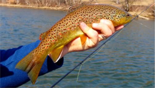 dry fly action