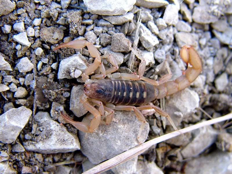 Vaejovis spp. Scorpions Eastern Kansas Arachnid Society Message Board