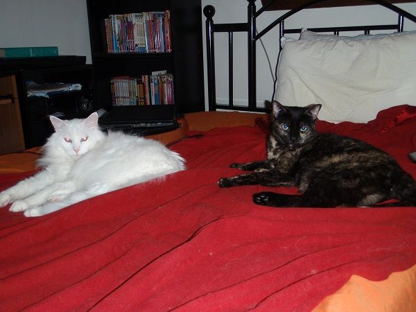 Matching Cats
