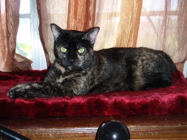Picky Princess Pansy