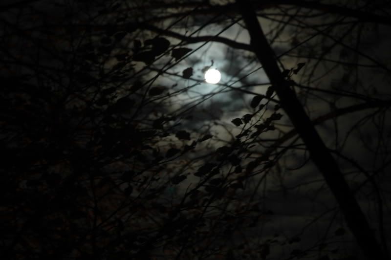 http://i7.photobucket.com/albums/y268/venomgsr95/moontree.jpg