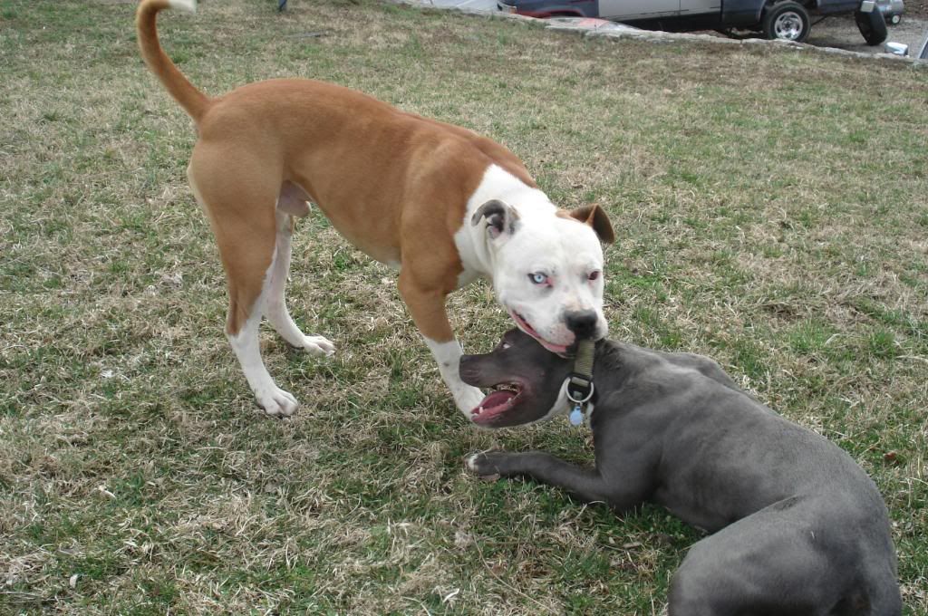 What type of dog is a gator pit bull?