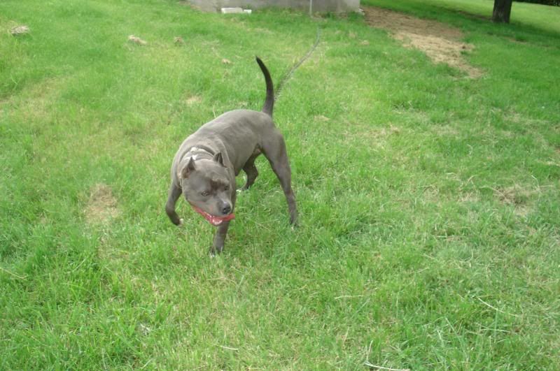 Indica the Meathead and Trance the Photohater Go Pitbull Forums