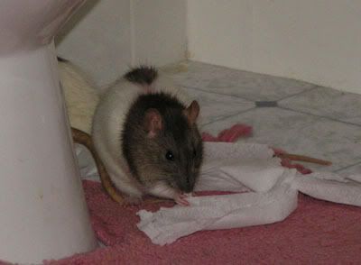 Spice03.jpg