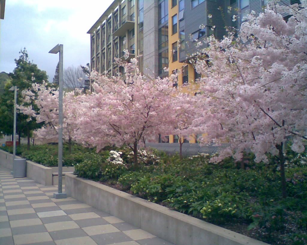 cherry blossomlike trees