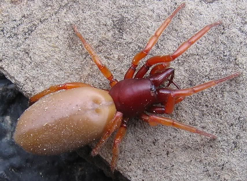 cacti and succulent fans make your presence known here Reef Central