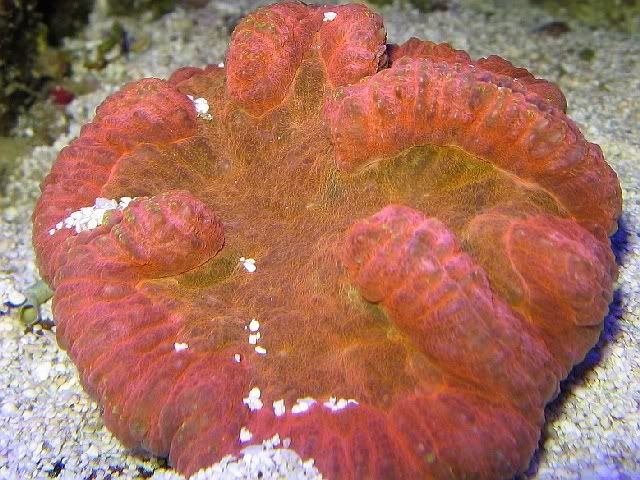 Kent Marine Sea Squirt Reef Central Online Community