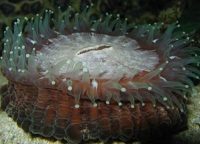 Kent Marine Sea Squirt Reef Central Online Community