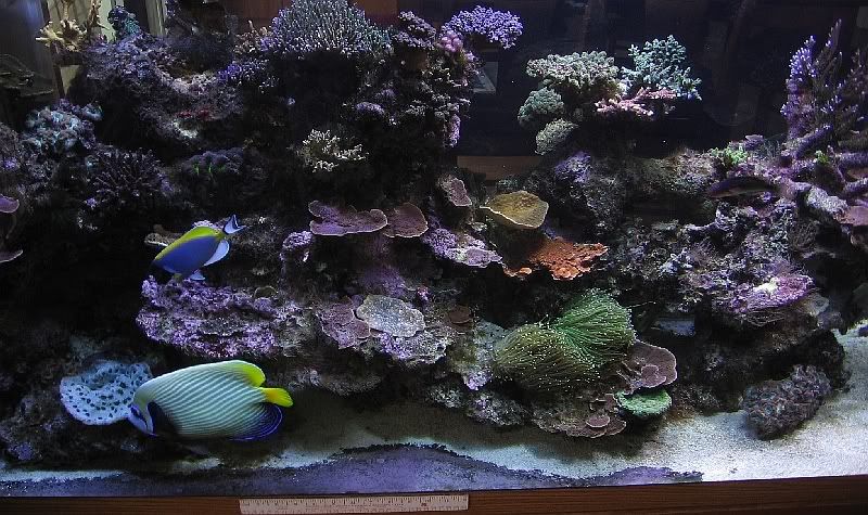 Actinic Aquarium