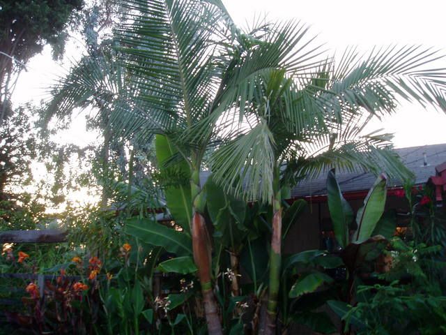 Garden7-21-06198.jpg