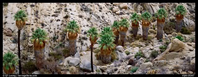 joshuatree-palms.jpg