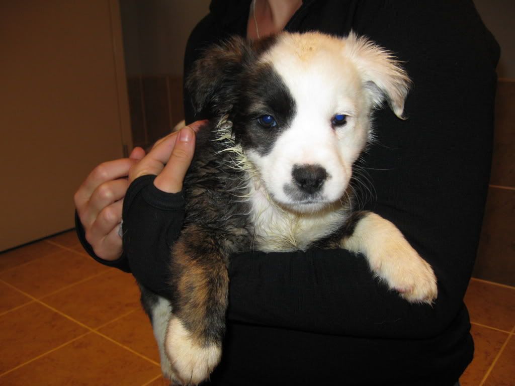 pitbull sheltie mix