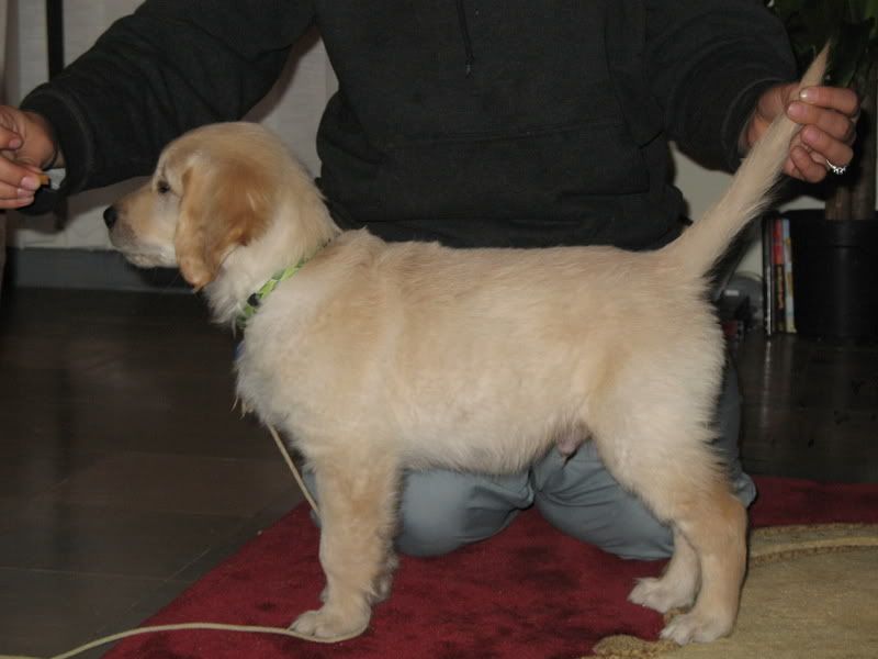 arcane golden retrievers puppy conformation bad golden retrievers golden retriever forums arcane golden retrievers puppy conformation bad golden retrievers golden retriever forums