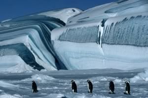 march_of_penguins300x200.jpg