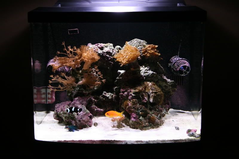 Biocube 29 Hqi