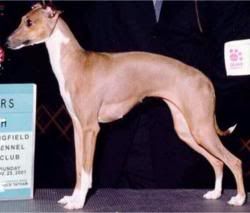 italian-greyhound.jpg