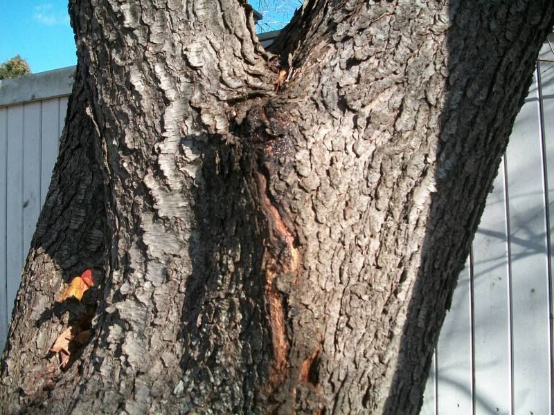 Black Cherry Tree Splitting? (Pics)