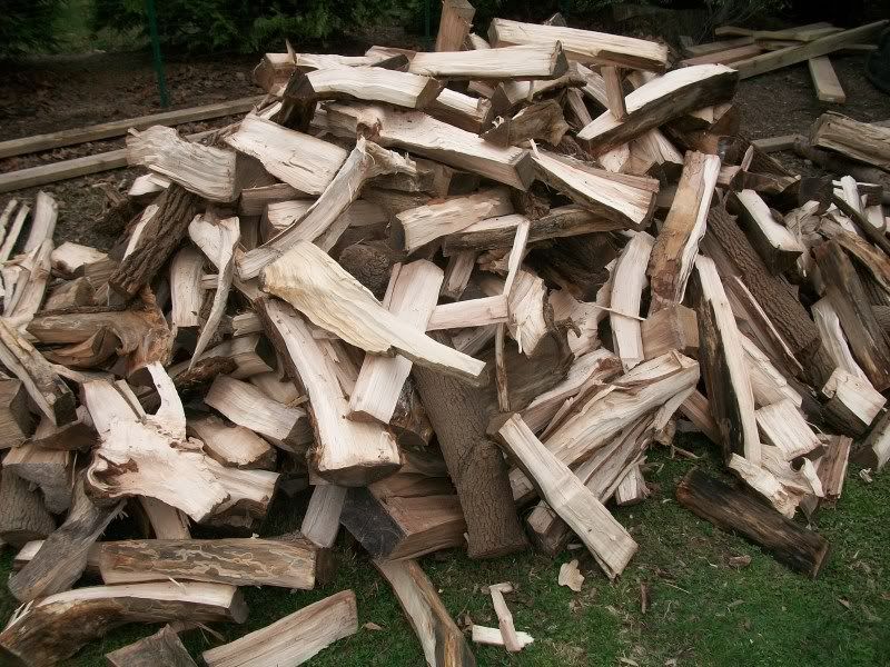 Finally Split Poplar? Pics