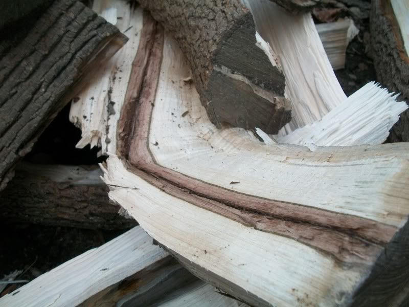 Finally Split Poplar? Pics