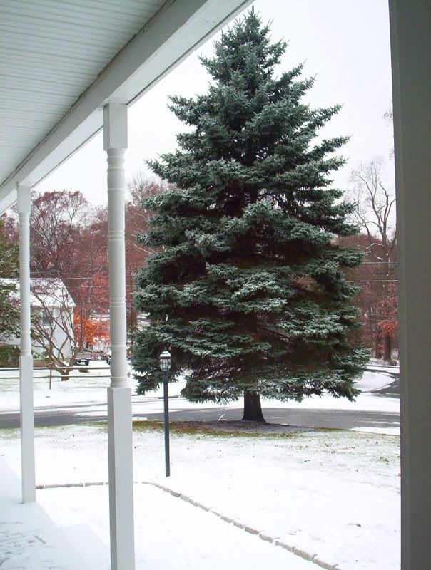 Colorado Spruce