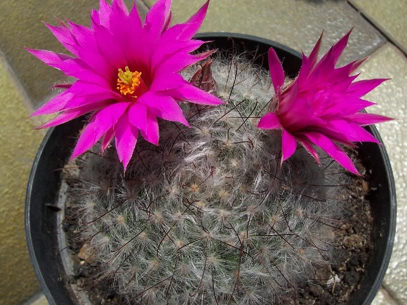 Mammillaria.jpg