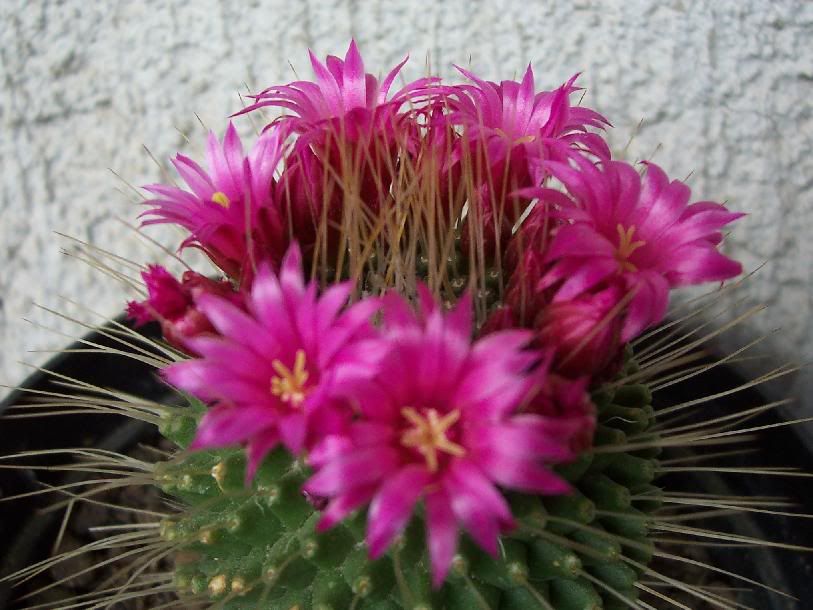 mammillaria.jpg