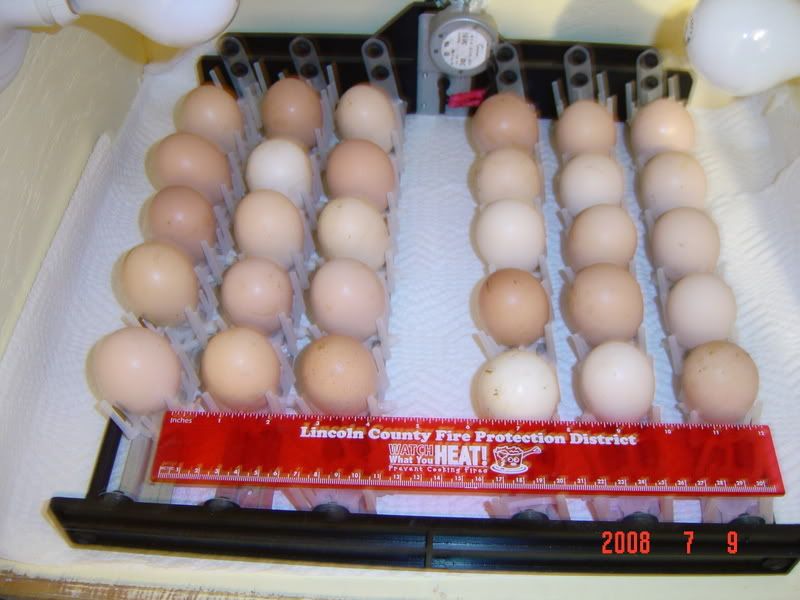 Brahma Eggs