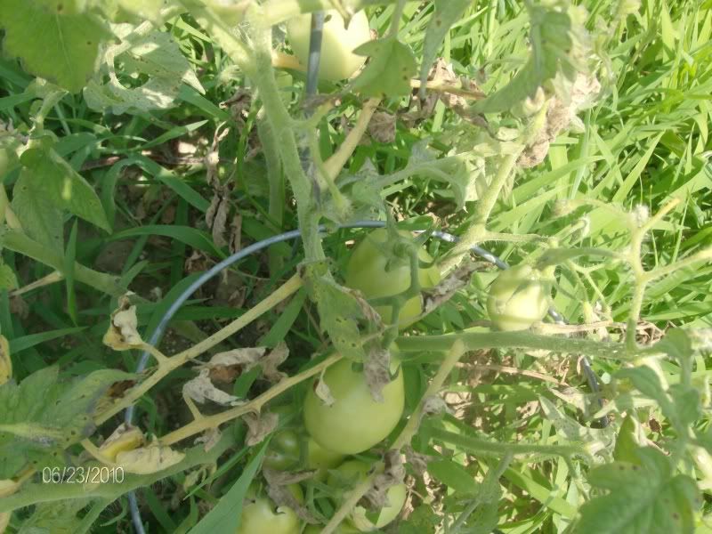 tomatoes001.jpg