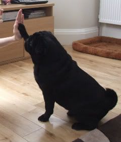 alfie.jpg