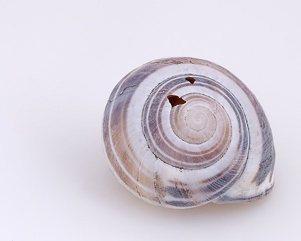 [Image: oe-snail-600-9582.jpg]