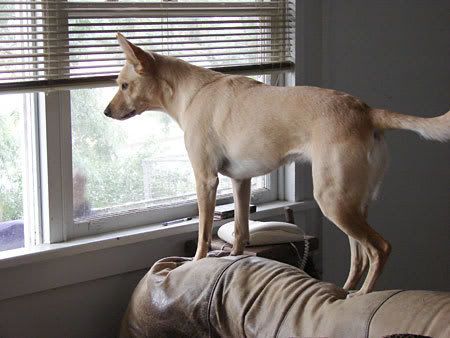 blonde kelpie