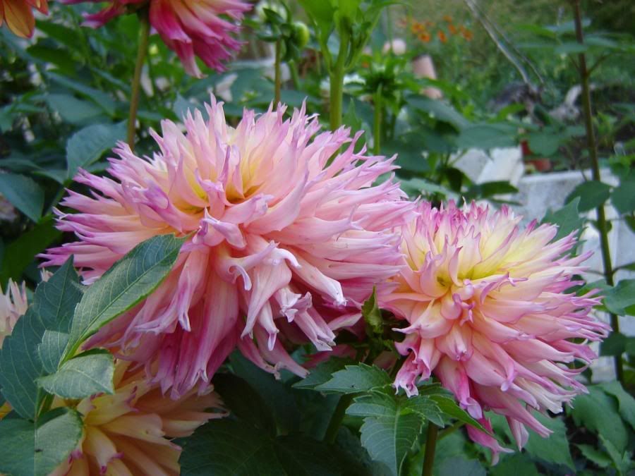 Photo Sharing and Video Hosting at Photobucket