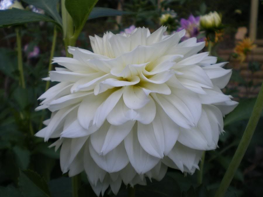 Photo Sharing and Video Hosting at Photobucket