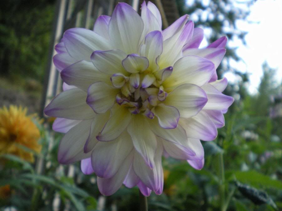 Photo Sharing and Video Hosting at Photobucket