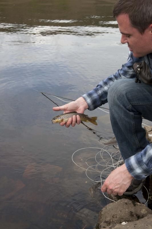 Stu's fish
