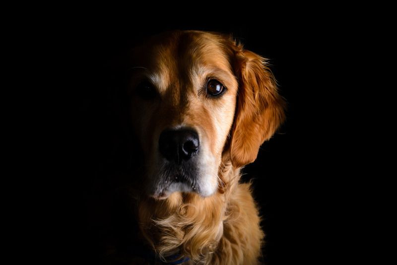 IMAGE: http://i7.photobucket.com/albums/y276/tizzards/DSC_1136_zps253pcbxo.jpg