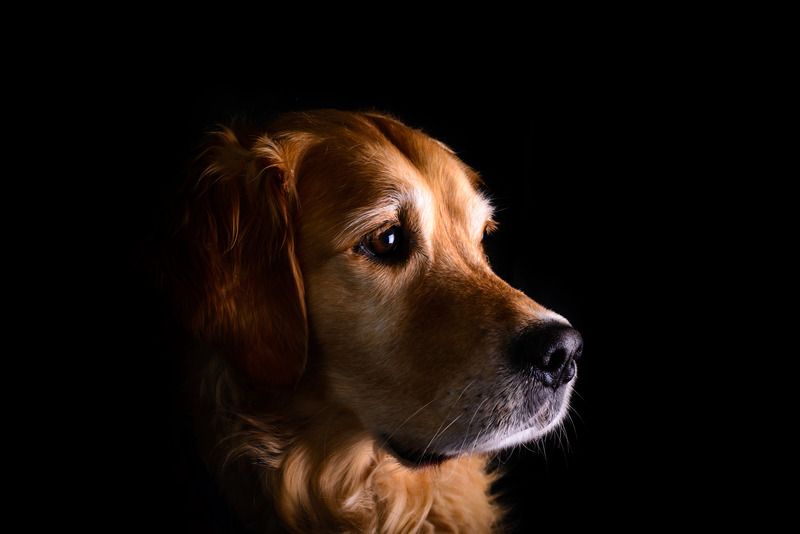 IMAGE: http://i7.photobucket.com/albums/y276/tizzards/DSC_1138_zpsqymlscyo.jpg