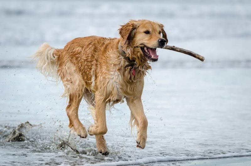 IMAGE: http://i7.photobucket.com/albums/y276/tizzards/DSC_2459_zps2d47698c.jpg