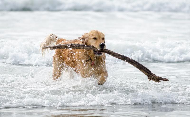 IMAGE: http://i7.photobucket.com/albums/y276/tizzards/DSC_2462_zps76973aa7.jpg