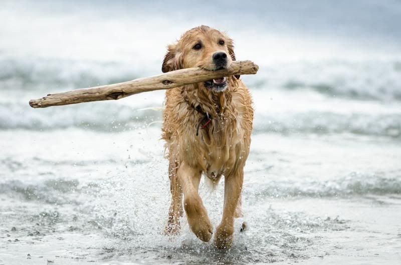 IMAGE: http://i7.photobucket.com/albums/y276/tizzards/DSC_2504_zps439272c5.jpg