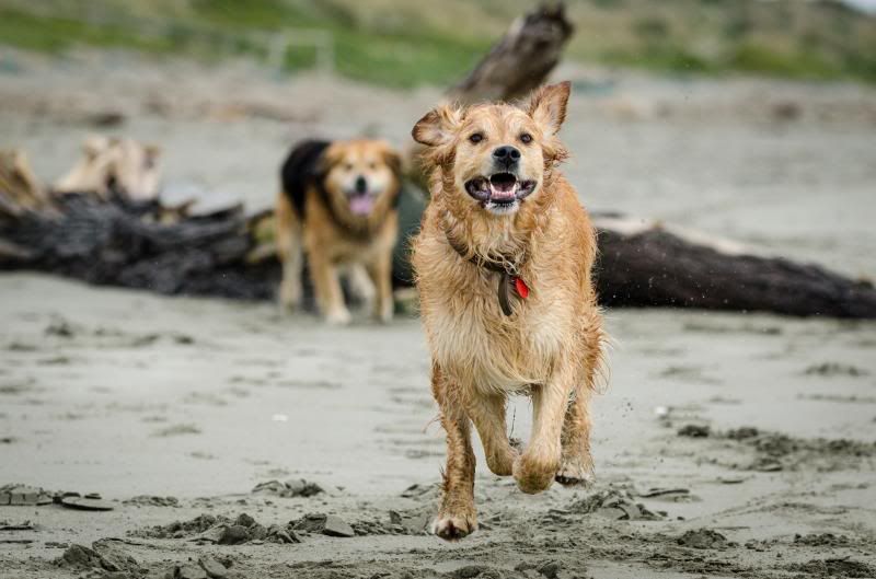 IMAGE: http://i7.photobucket.com/albums/y276/tizzards/DSC_2540_zpsccc2ba58.jpg