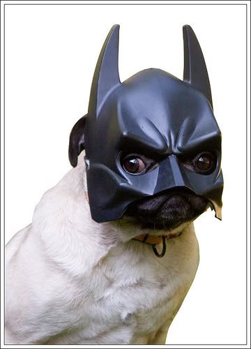 Pug Batman
