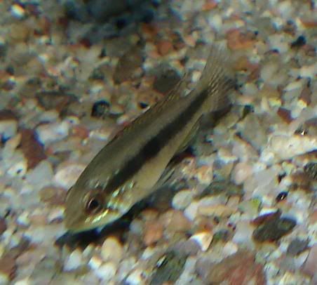 8-26-06663-Apisto.jpg