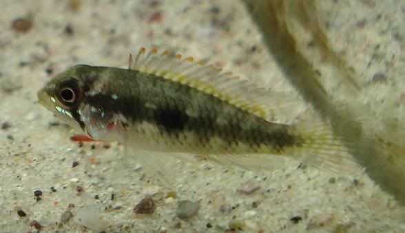 Picture073-Apisto.jpg