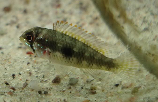 Picture074-Apisto.jpg