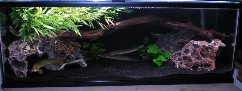 Oscar Fish in a 60 Gallon Aquarium? 