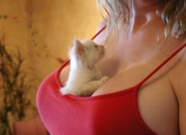 http://i7.photobucket.com/albums/y278/CruelUser/Scotty/kittyboobs.jpg