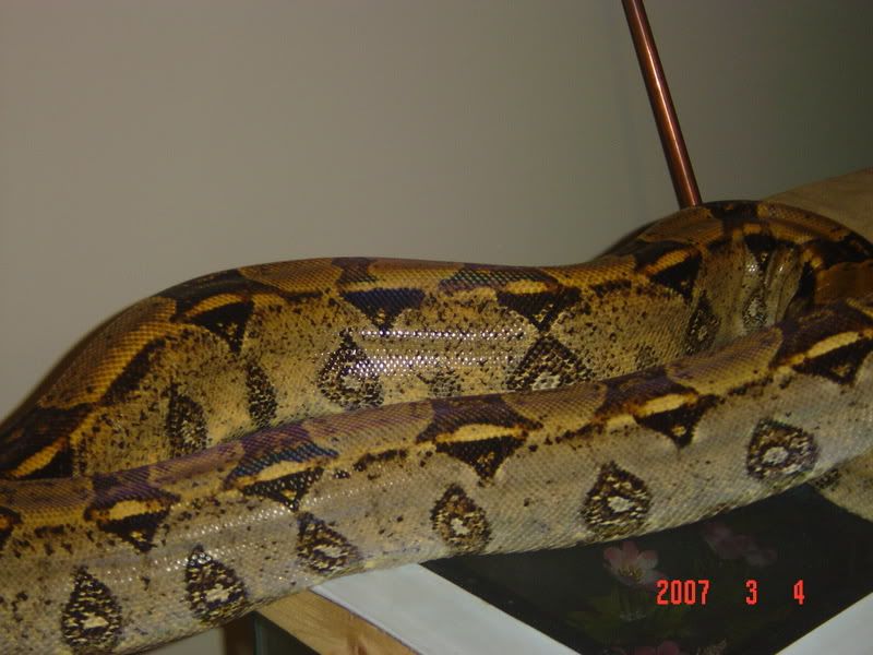 Boa Constrictor Graphics, Pictures, & Images for Myspace Layouts