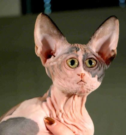 ugly_cat.jpg